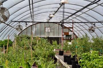 Greenhouse
