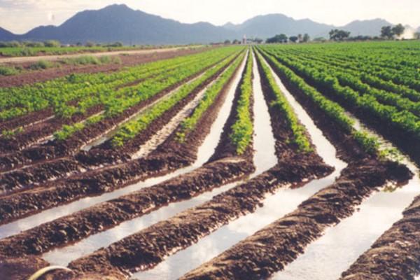 Irrigated rows of young green crops with high levels of water.